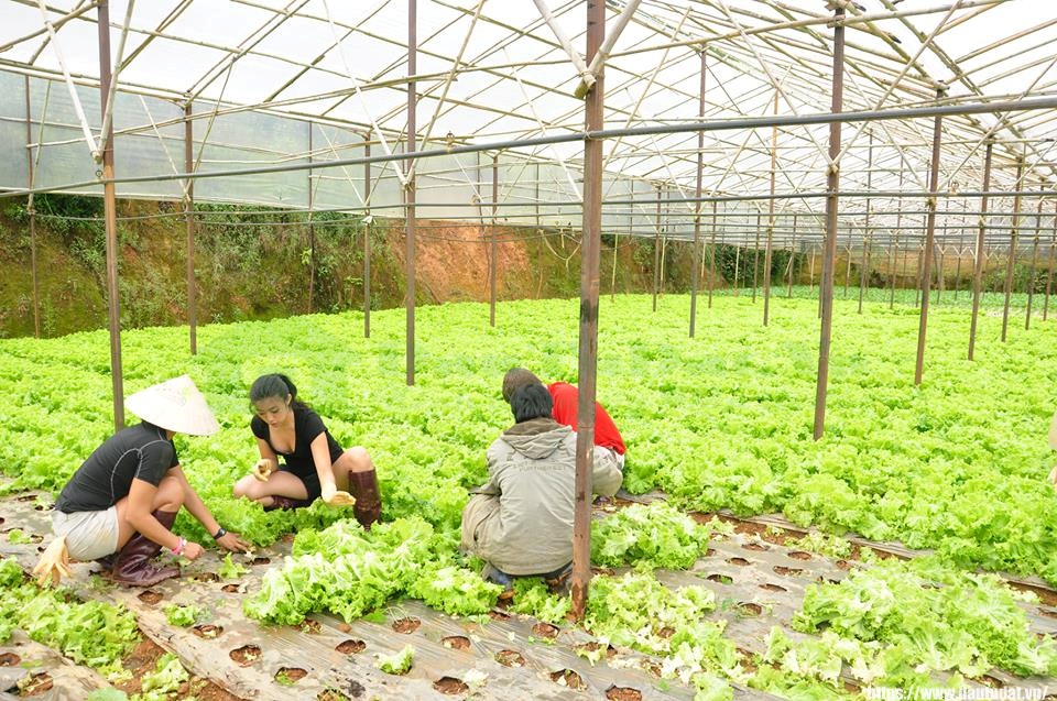Dalat Discovery Farm stay & Campsite - Home stay nông trại Đà Lạt