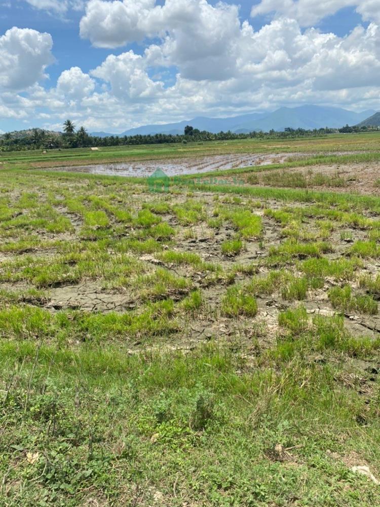 Bán đất nông nghiệp tại thôn Đắc Nhơn, xã Nhơn Sơn giá đầu tư