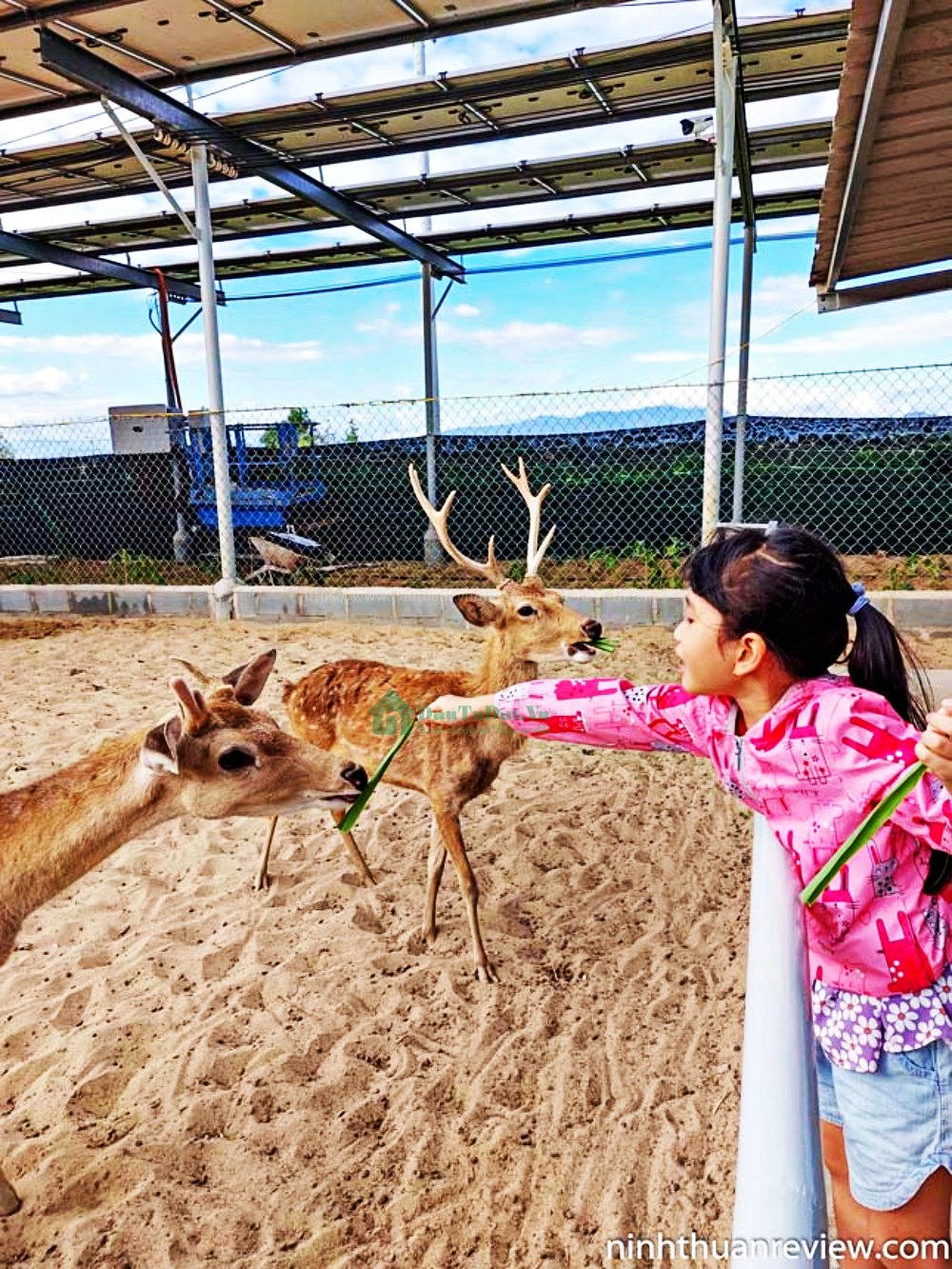 ZooDoo Phan Rang | Điểm thăm quan du lịch nổi tiếng Ninh Thuận