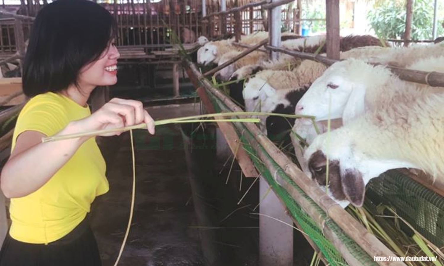 Mini Farm - Farm stay ở Bà Rịa - Vũng Tàu