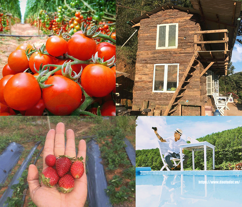 Dalat Discovery Farm stay & Campsite - Home stay nông trại Đà Lạt