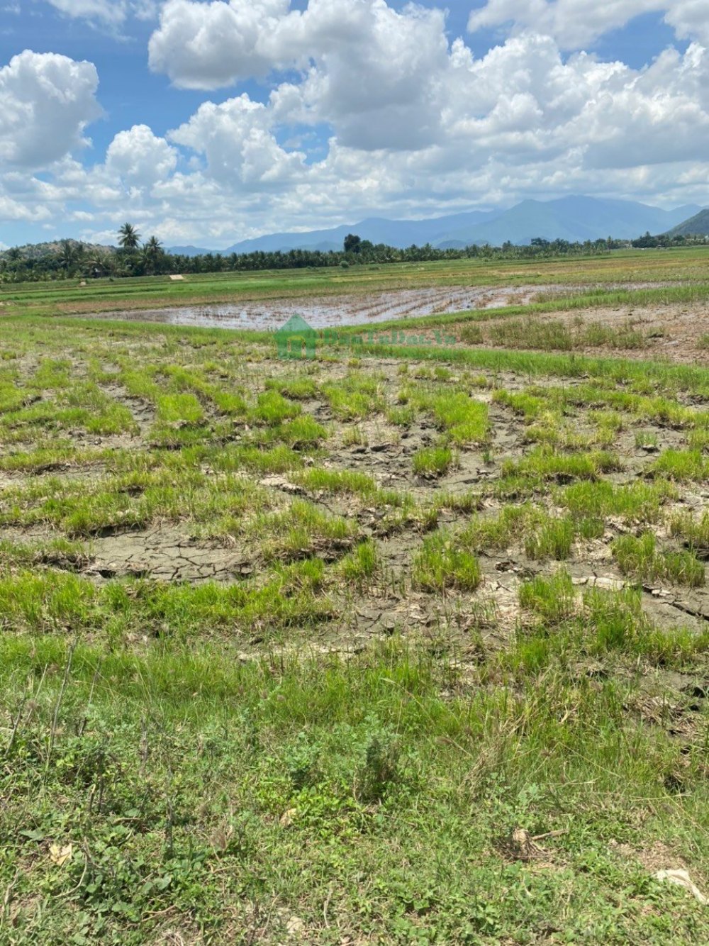 đất nông nghiệp tại thôn Đắc Nhơn, xã Nhơn Sơn