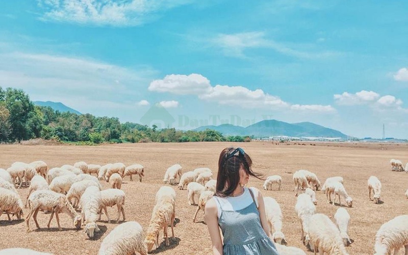 Du khách đến với Đồng cừu An Hòa Ninh Thuận 