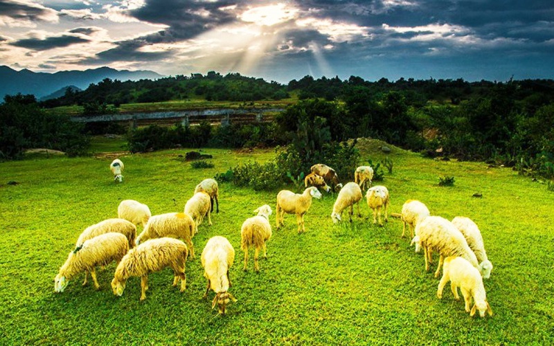 Đồng cừu An Hòa Ninh Thuận 