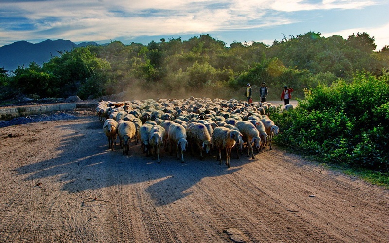Cảnh Đồng cừu An Hòa Ninh Thuận buổi chiều đàn cừu về chuồng